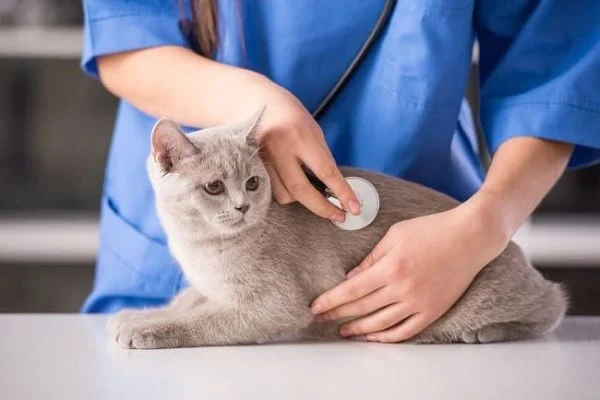Lịch Chăm Sóc Sức Khỏe Chó Mèo Cho Người Nuôi Tại Cao Lãnh