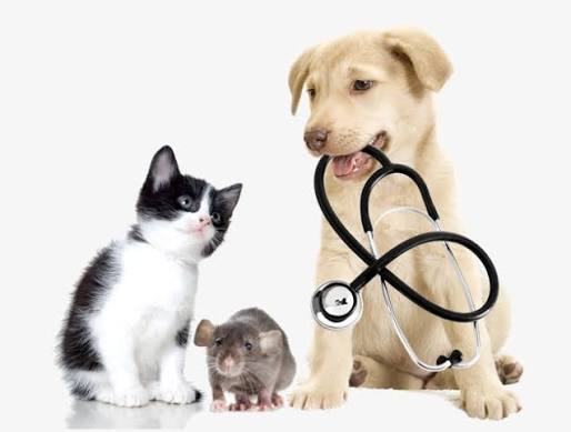 KHÁM CHỮA BỆNH CHO CHÓ MÈO CAO LÃNH – CHĂM SÓC SỨC KHỎE THÚ CƯNG TẠI GIA KHANH PETS